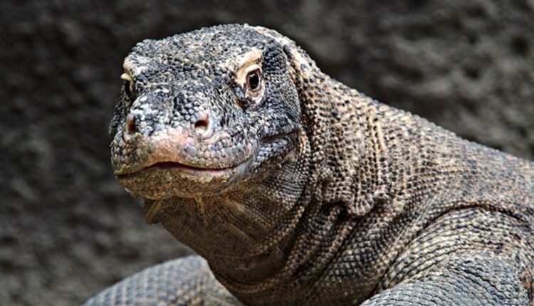 varan @ Le Mag Des animaux