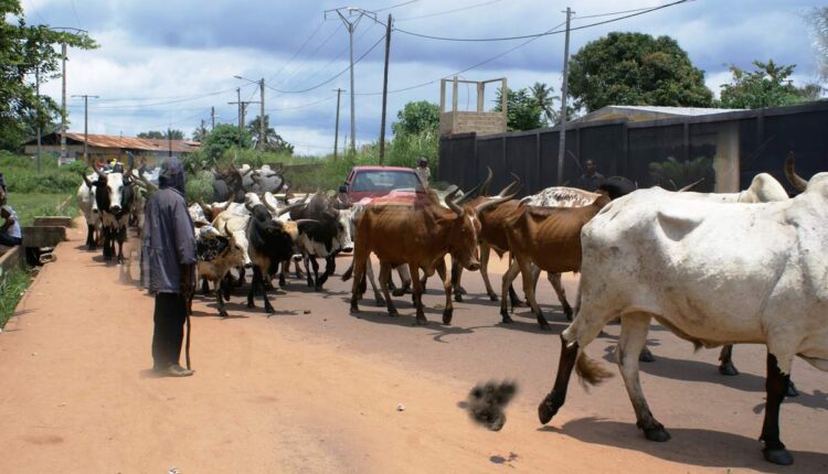 des bœufs en divagation Ph Le Bled Parle