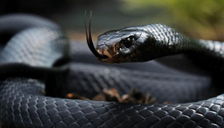 un serpent noir Ph Éducation - toutCOMMENT