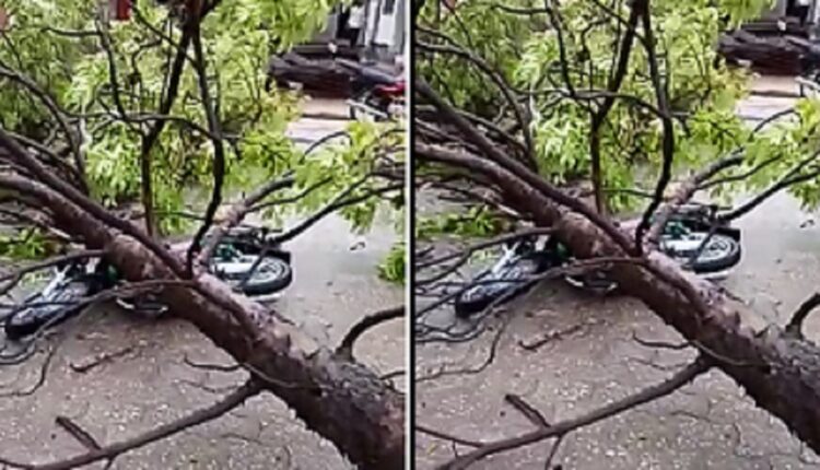 Bénin : un arbre s'écroule sur un conducteur de taxi-moto dit zemidjan à Cotonou