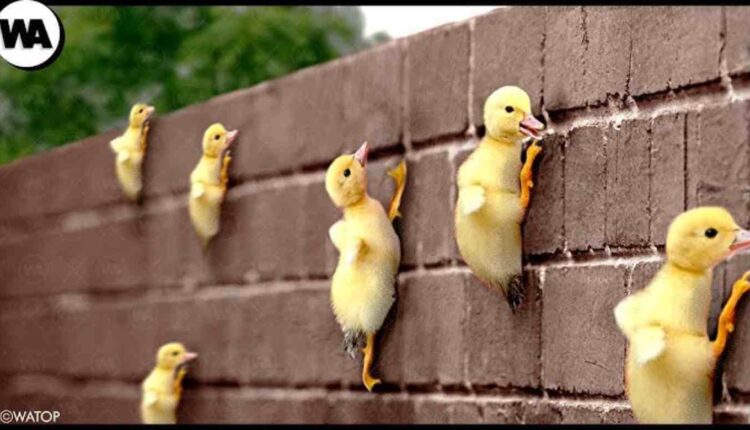 Les Superpouvoirs des Animaux que Seuls leurs Petits Possèdent