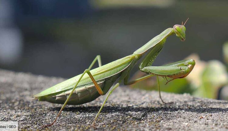 Mante religieuse Ph Geo