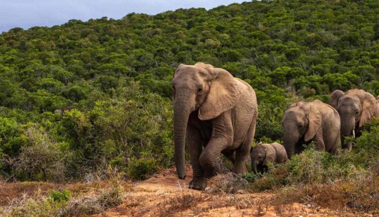 éléphants @ Mr Mondialisation