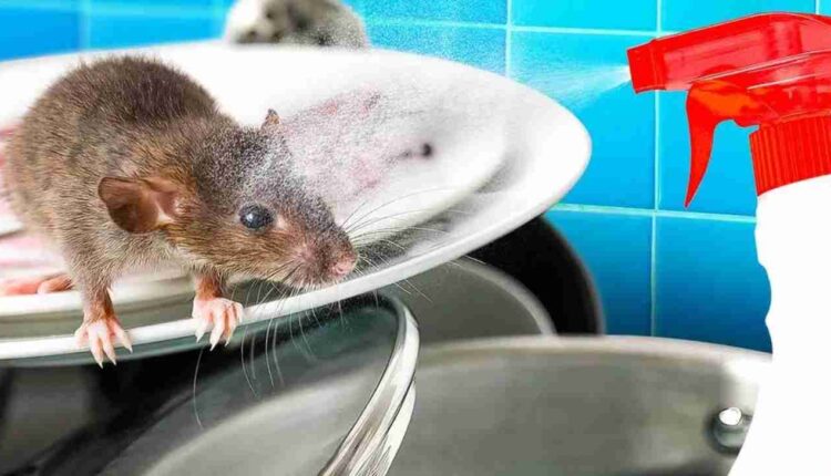 les souris avec du laurier