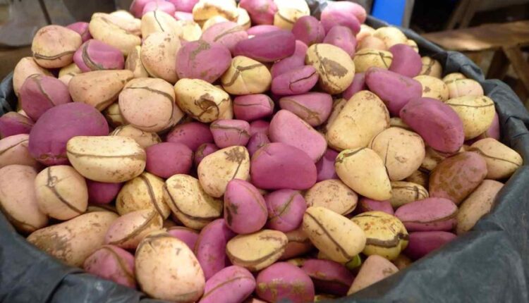 Noix-De-Cola-MyAfricaInfos