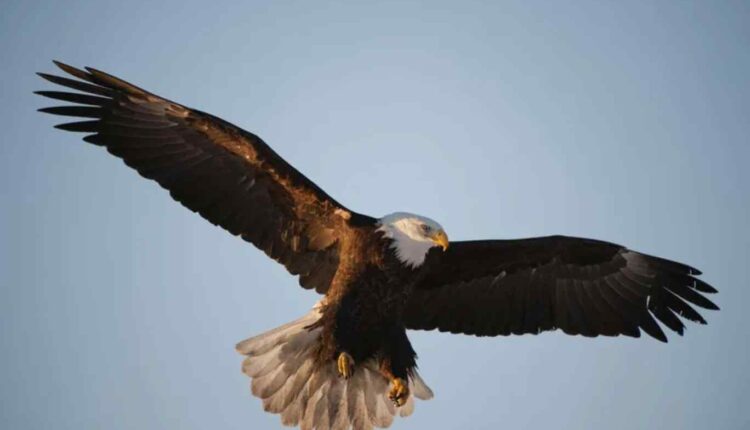 Pygargue chemin d’âme