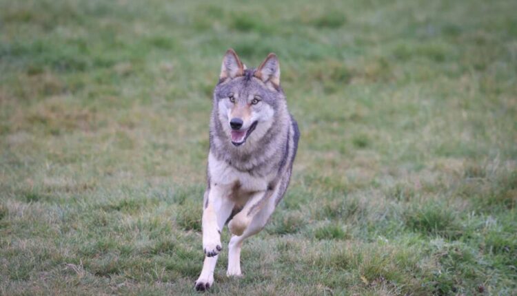 Haute-Savoie : un conducteur condamné après avoir essayé d’écraser un loup