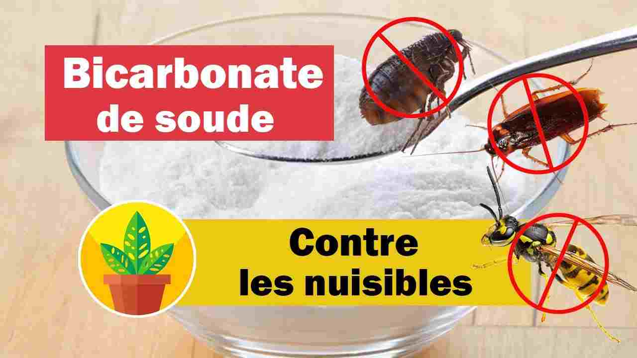 Bon à Savoir Astuce Très Efficace Pour Se Débarrasser Des Nuisibles Avec Du Bicarbonate 8353