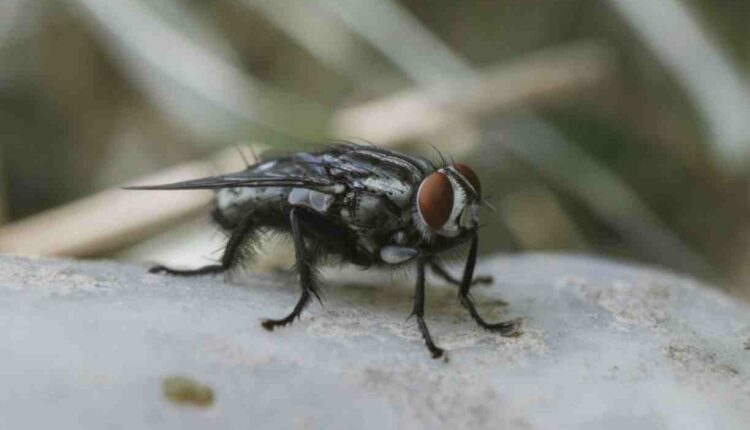 Les grosses mouches noires @ arcanologie