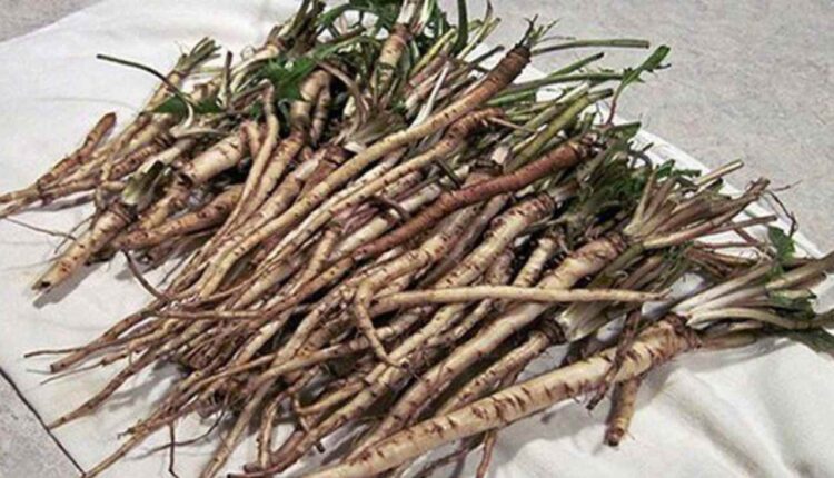 racines de pissenlit