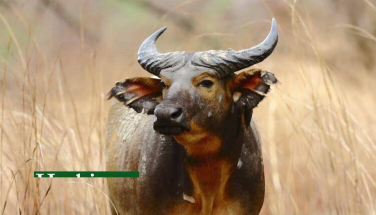 ONG African Parks pour la conservation du buffle d’Afrique